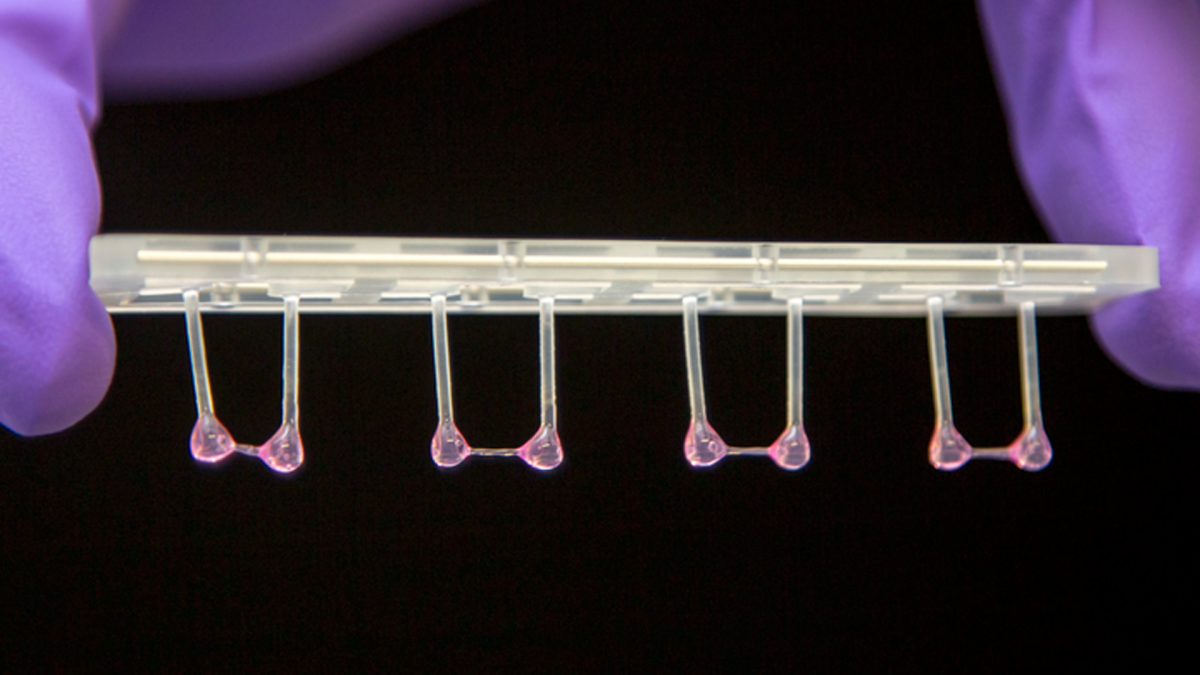 Softening a hardened heart counts on cardiac splicing regulators