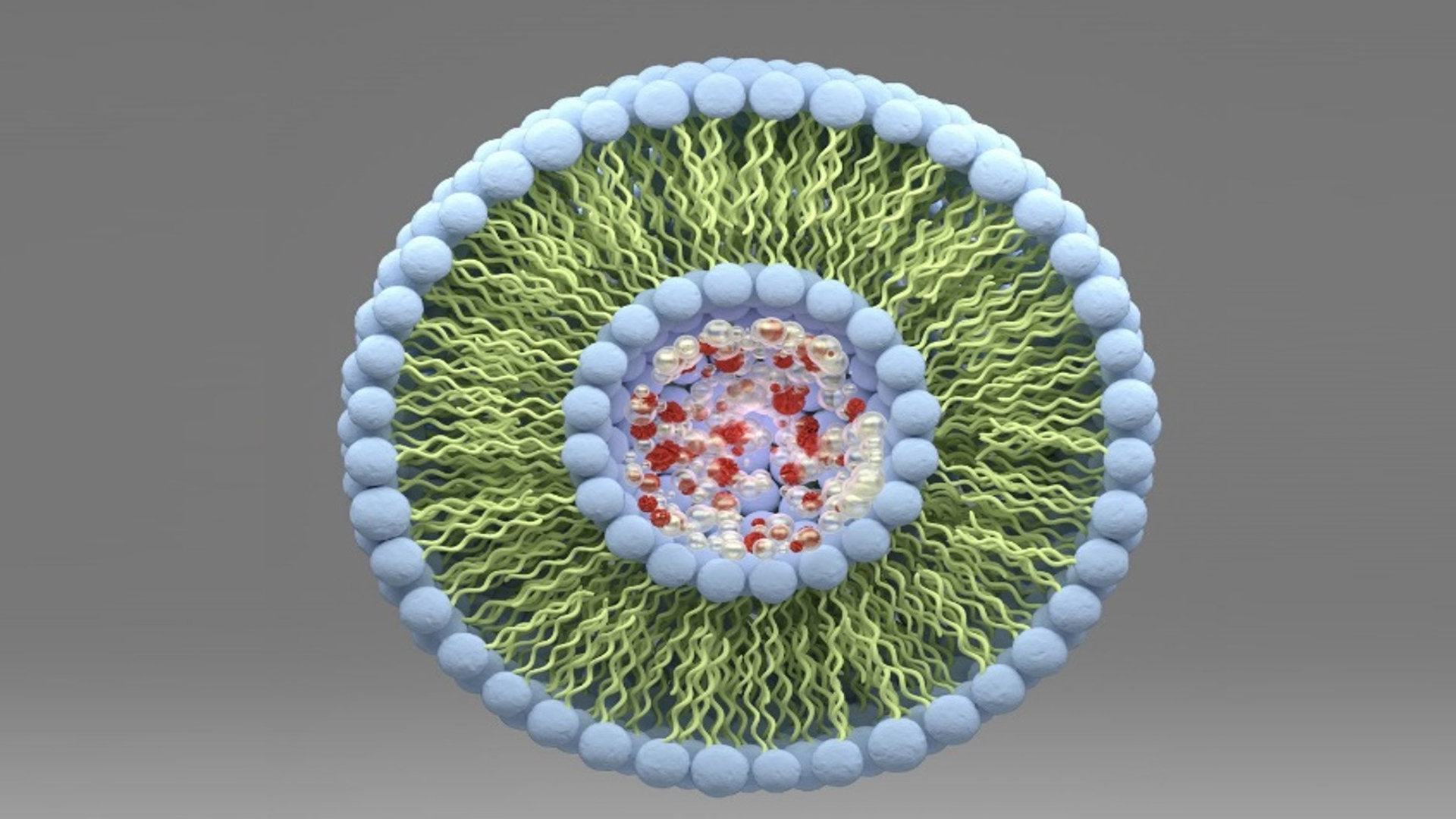Essential phospholipids holds promise in the treatment of fatty liver