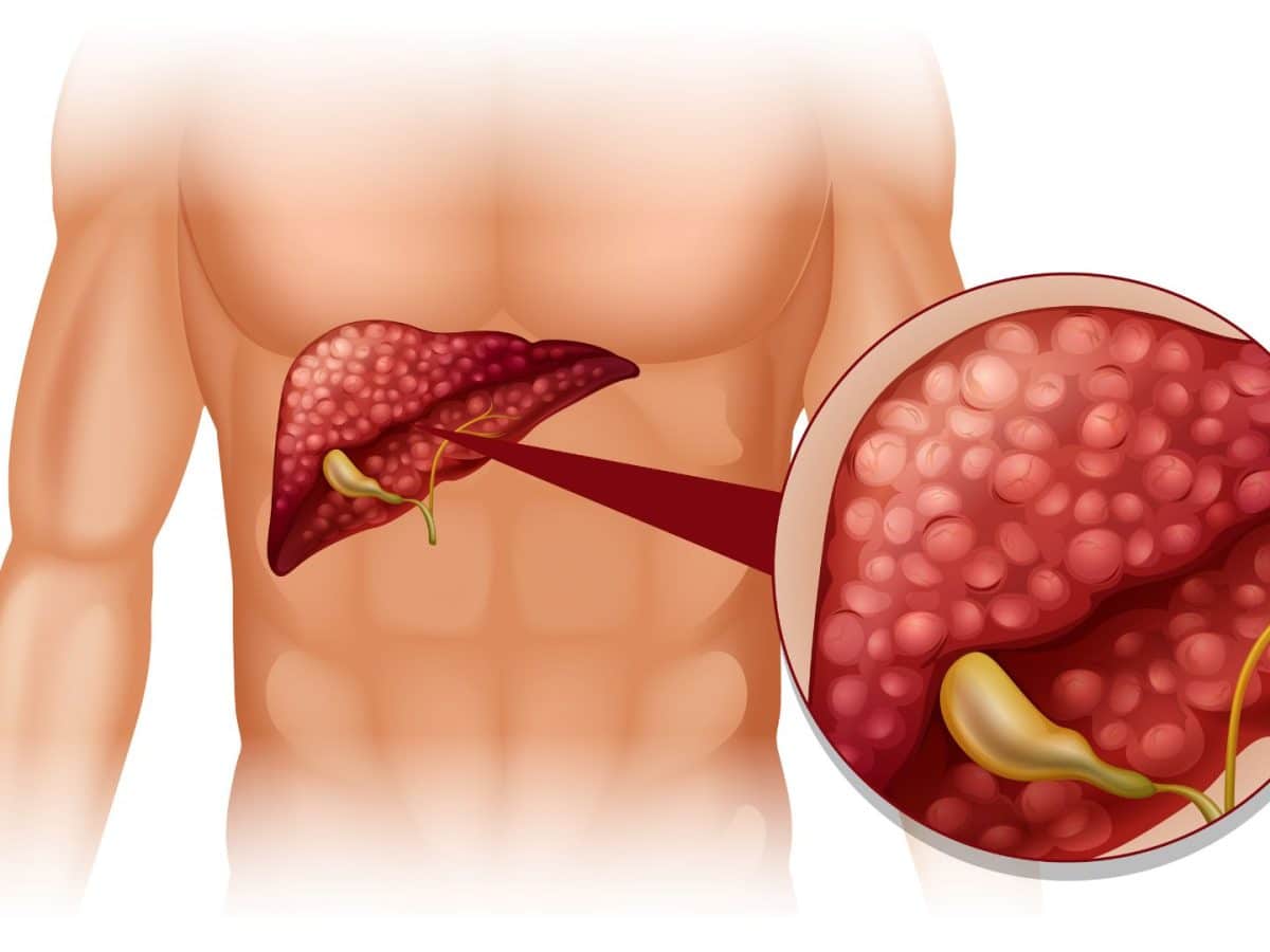 Liver