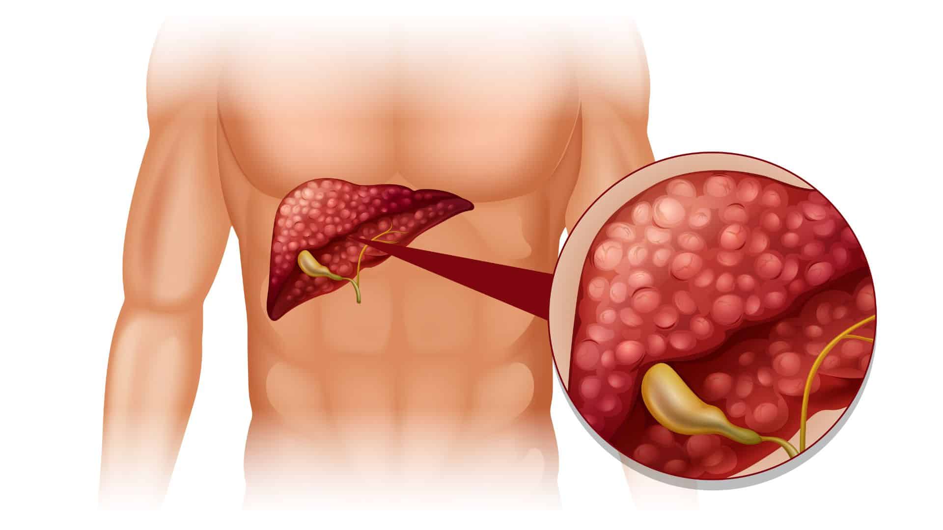 Liver