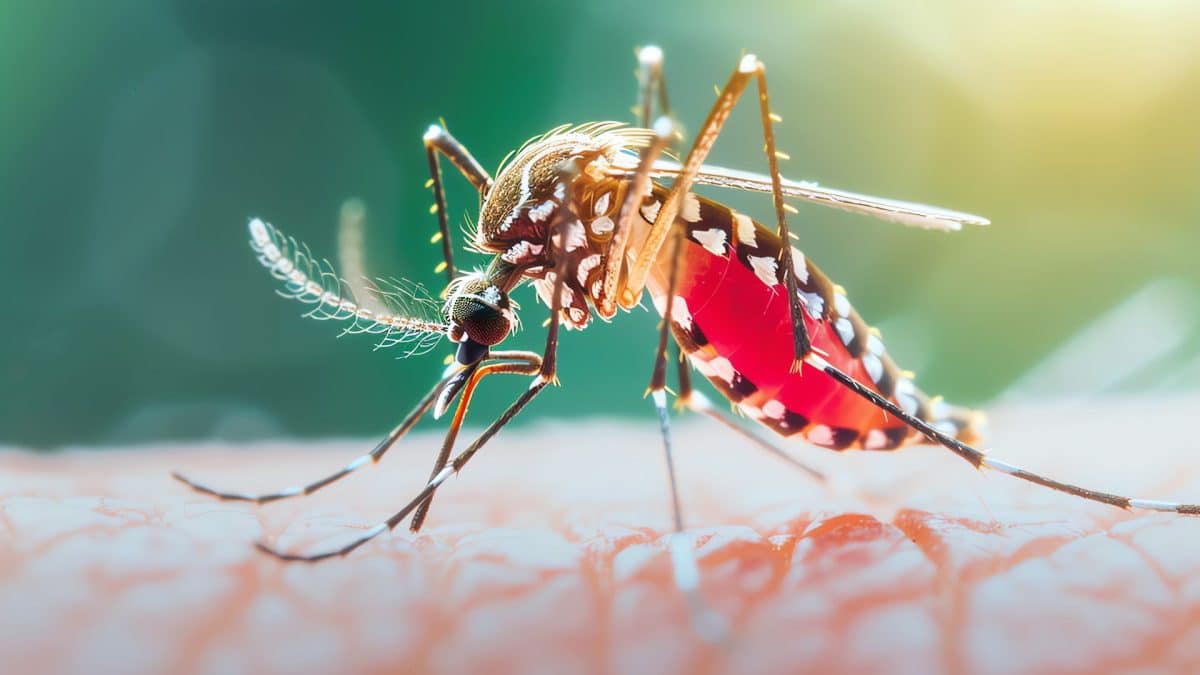 Dengue