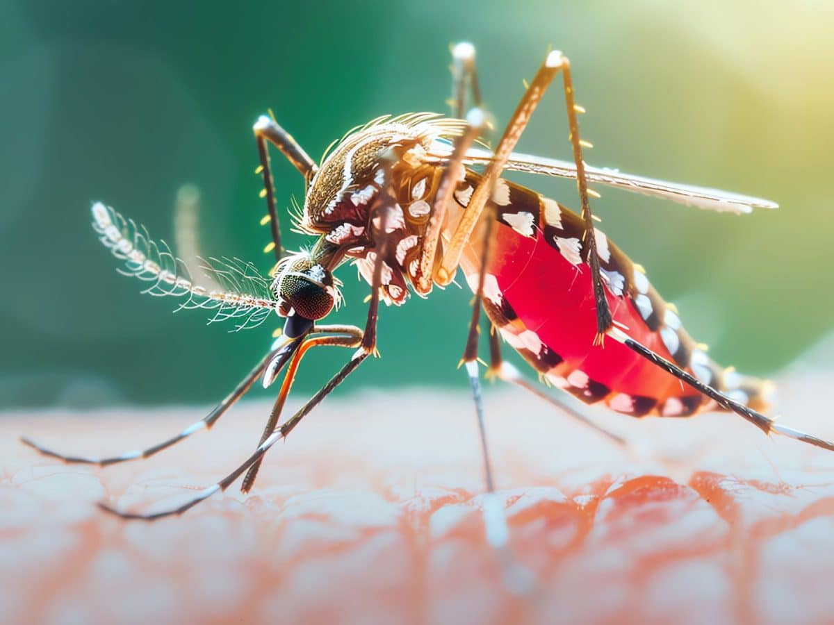 Dengue