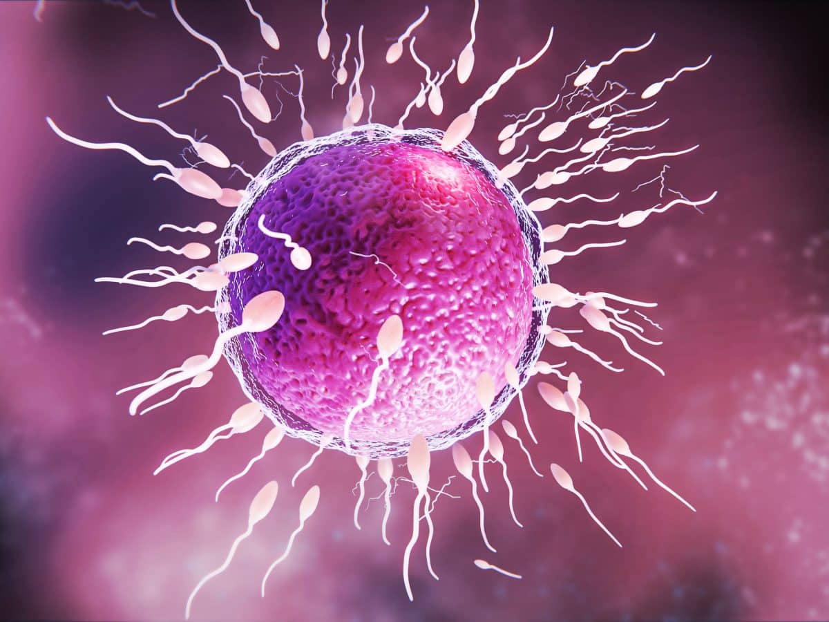 IVF