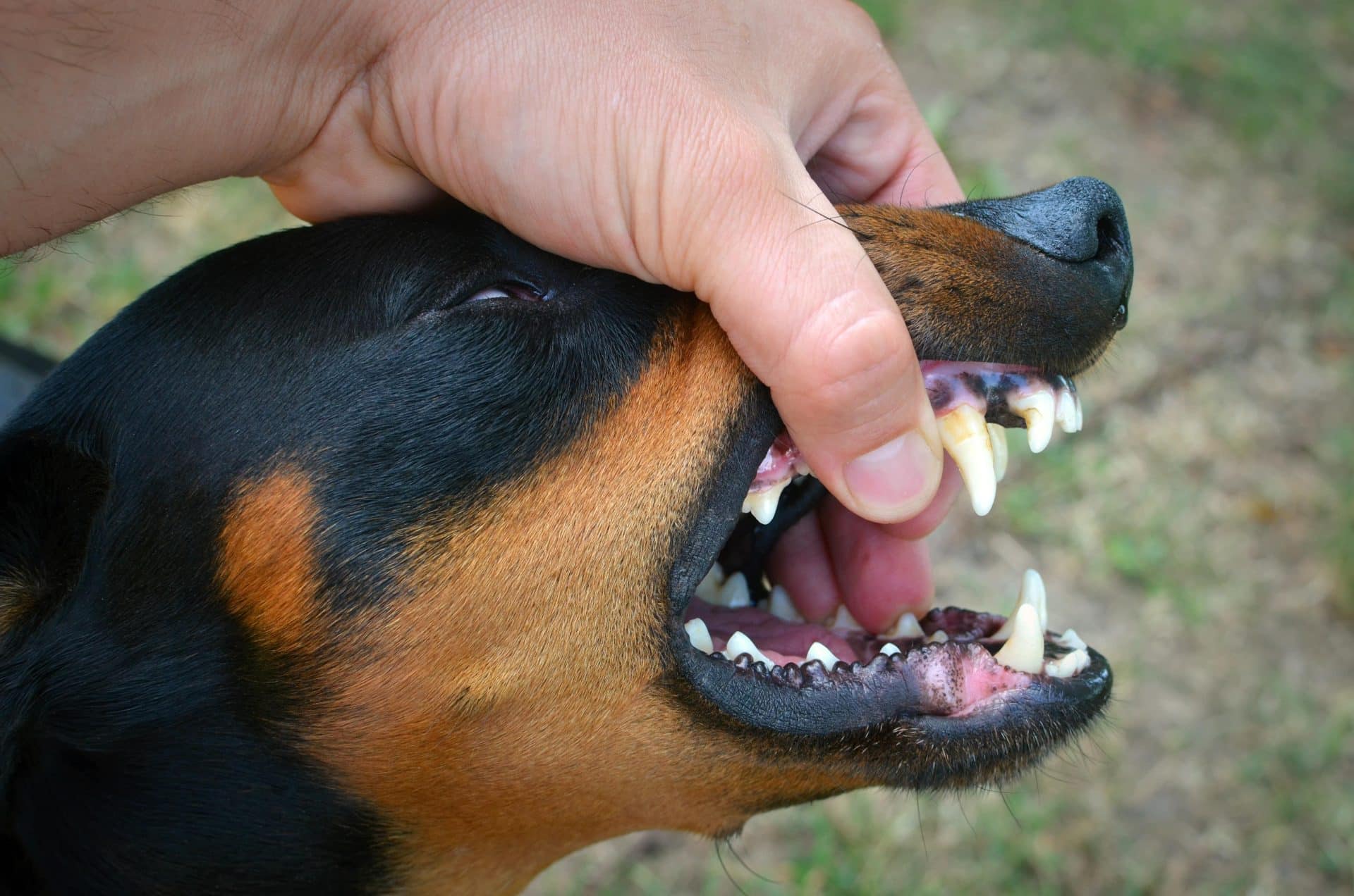 Rabies